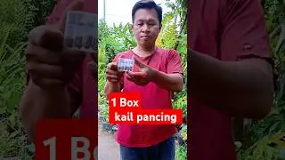 1 box kail pancing