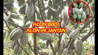 KAKAO KLON BB01 KAKAO PEJANTAN