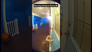 A Warm Light in the Storm &mdash; Animals Find Safety at the Door 🌩️🚪🐾