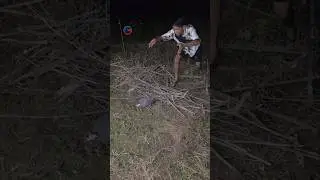 A bird this big sleeps on the ground. #shorts #viralvideo