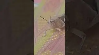 Common field Grasshopper