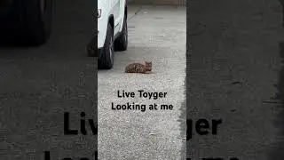 #viral #shortvideo #shorts #live #toyger #cat #lookingatme #animals #youtubeshorts