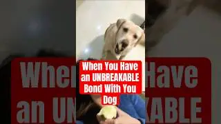 How To Create An UNBREAKABLE BOND With Your Dog