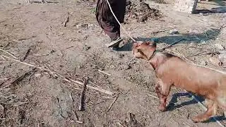 Dog and goat meeting fast time it village life 