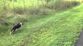 Jack-A-Bee chases rabbit