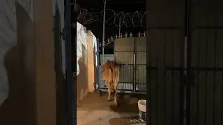Cow ne roti ni khayi #shortvideo #cow #cowvideos #cows