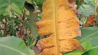 Farming #village #farming #banana #india #best 