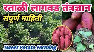 रताळे लागवड कशी करावी | रताळी लागवड माहिती | Ratale Lagwad Mahiti | Sweet Potato Cultivation