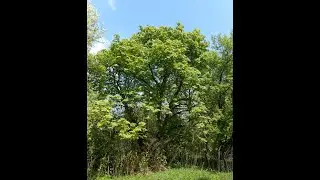 Aesculus hippocastanum, Memoremea scorpioides, Stellaria nemorum, Viburnum lantana, Viburnum opulus