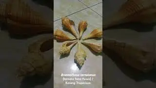 Brunneifusus Ternatanus (Ternate   False Fusus) / Kerang Trapezium