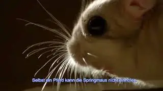 La gerboise. Die springmaus. The jerboa. Тушканчик.
