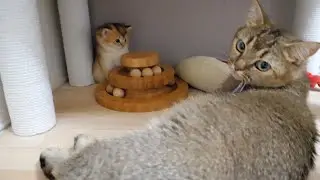 Cat Kiki is well looked after, inherited from her mother Mimi