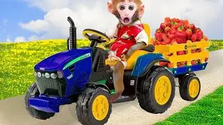 Baby Monkey KiKi Drives a Tractor Full of Strawberries | Funny Animal Cartoon