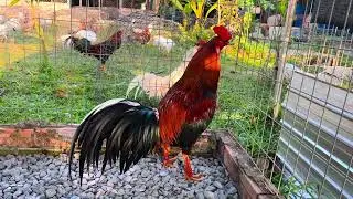 Ngày 28-1-2026 // lên tóp năm em..@908//755//036..Bình vĩnh long..