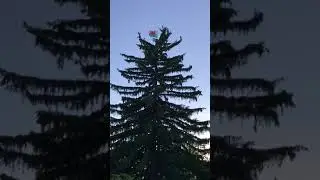 Welsh flag on a Norway Spruce