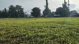 IMELDA Grass at Antonio C. Acharon Sports Complex, General Santos City