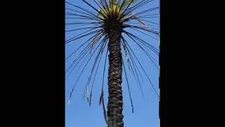 Burnt Date Trees of Baagh-e-Fidak | Qilla-e-Khyber | Saudi Arabia