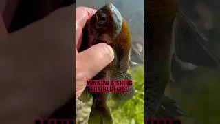 Minnow Fishing For BLUEGILL FISH!! 🎣🐠 #shorts #fishing #bluegill