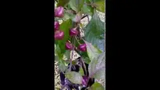 Cheiro Roxa Pepper (uploaded by cabehias.blogspot.com)