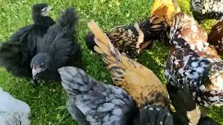 Morgentlicher Rundgang 😂🐑🐥🐓🐶