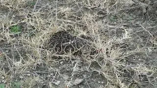 Yarar&aacute; Grande y su mimetismo con el ambiente (Bothrops alternatus)