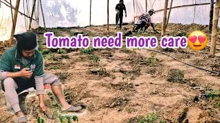 Part:2।।Tomato plants careing।।compost mall@nepaliorganicboy-l8n