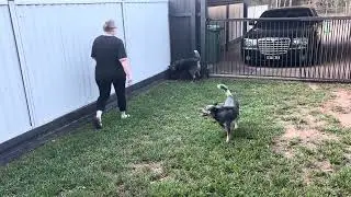 Australian Blue Heeler playing with a herding ball for the first time