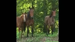 NEW REDUCED #Listing #MLS #TN 52 ACRES #Farm #Land #Acreage #ForSale #Equestrian 3 #realestate #tn