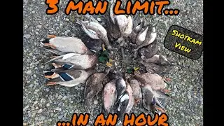 A 3-Man Limit! - Mallards, Wigeon, and More. Shotkam View (Oregon Day 1: 12/11/2025)