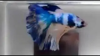 [Betta Paradise Tbl] AOC Male Betta Half Moon