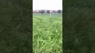Mustard oil plant #farming