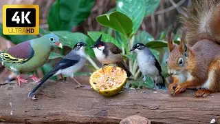 Cat TV for Cats to Watch 😻🍂 Sweet Forest Birds & Squirrels Enjoying Leafy Moments 🌳 Cat Games 4K HDR