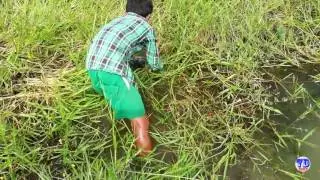 Amazing Eel Trap How To Catch Eels Using Plastic Pipe Trap In Cambodia