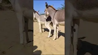 #trending Donkey enjoy #success #pets