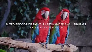 Reasons Behind Mixed Broods of Right- and Left-handed Snail Siblings