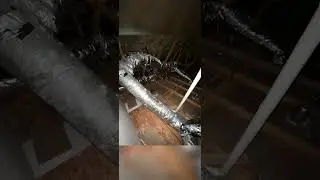 True Attic Insulation Removal Professionals!