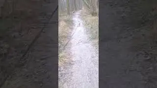 Cambusbarron quarry into gillies hill woodlands 