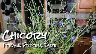 Ohio's wild coffee: Foraging Chicory from Root to Brew
