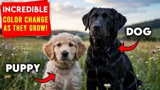 Do You Know These Dogs That CHANGE COLOR As They Grow?