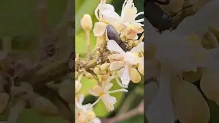 Beetle & flowers Playa del Carmen Mexico tropical Caribbean wild jungle insect life #nature #explore