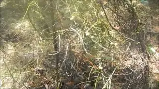 Devil's Twine or Cassytha