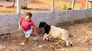 ANÃO É ATACAD0 POR CARNEIR0