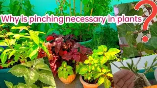Why is pinching necessary in plants? | Why pinching is important to plant|Pinching in plants