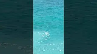Turtles Swimming in the ocean - Oman November 2023