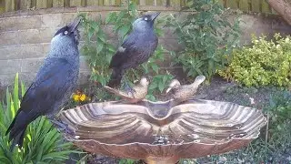 Sit back, relax, & enjoy watching jackdaws visiting the garden birdfy bird bath (Corvus Monedula)