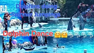 Dolphin Show || Best Show Ever 🤗❤️ #india​ #tranding​ #newvideo​ #thailand​ #dolphin​ #show​ #viral 