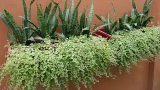 Combined Snake Plants and String of Pillows Arrangement Ideas for Wall Outdoor Hanging at Home
