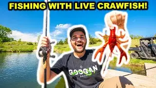 Fishing with GIANT LIVE CRAWFISH in My BACKYARD POND!
