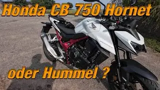 Honda CB 750 Hornet 2025 oder Hummel 🐝
