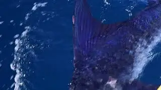Baja Marlin on the Fly